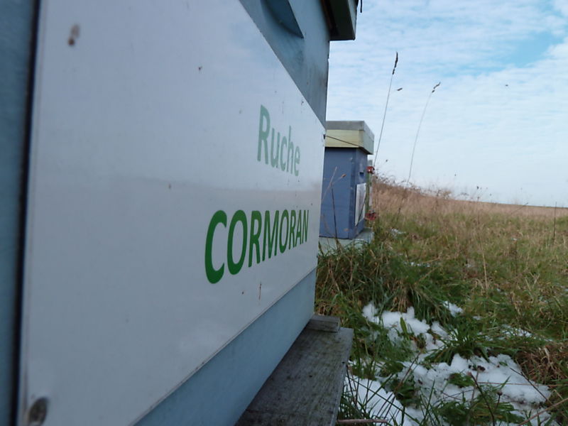 La ruche Cormoran