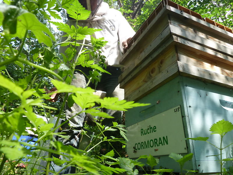 La ruche Cormoran