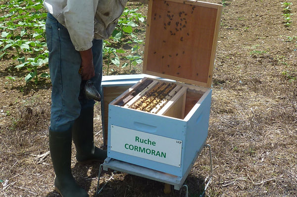 La ruche Cormoran