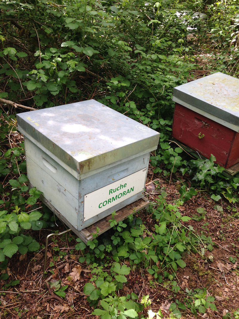 La ruche Cormoran