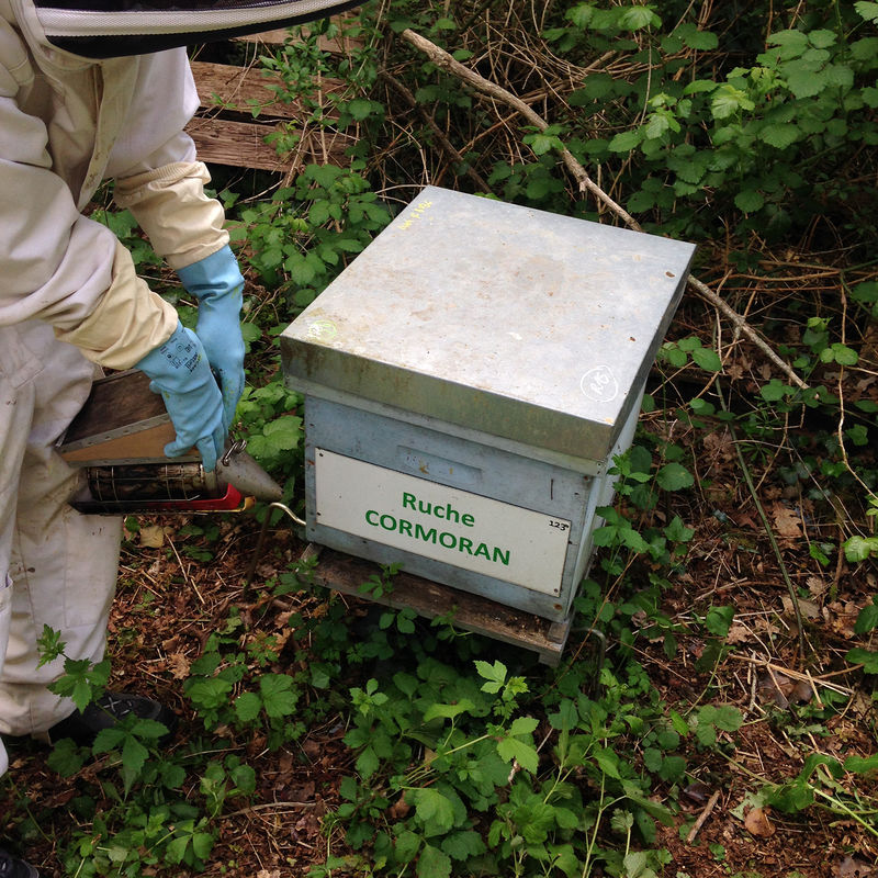 La ruche Cormoran