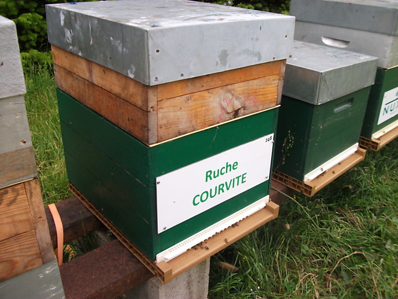 La ruche Courvite