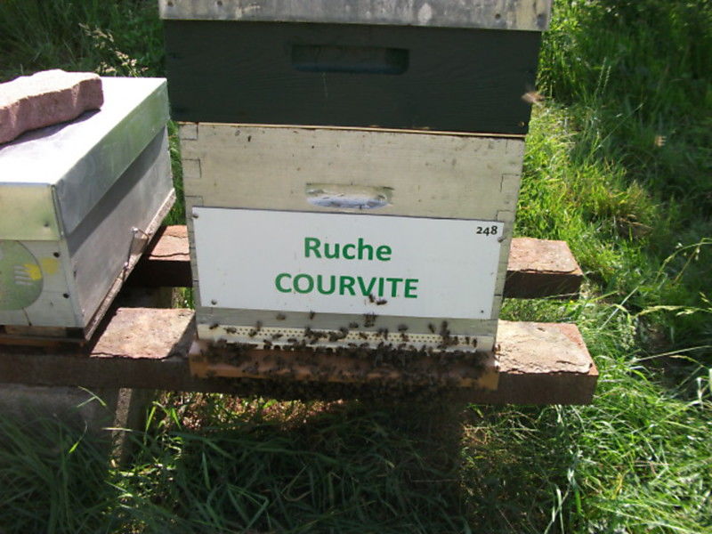 La ruche Courvite 