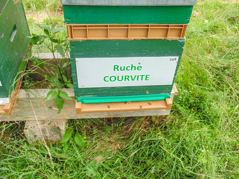 La ruche Courvite 