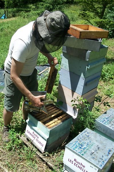 La ruche Grande Ourse