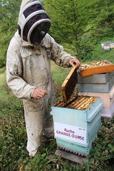 La ruche Grande Ourse