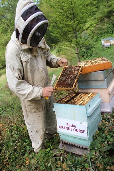 La ruche Grande Ourse