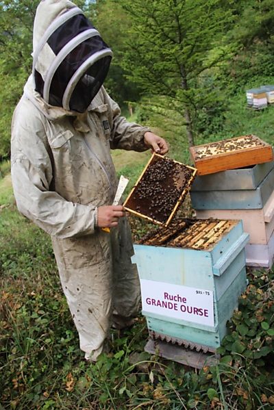 La ruche Grande Ourse