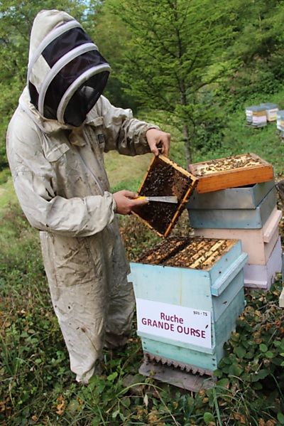 La ruche Grande Ourse