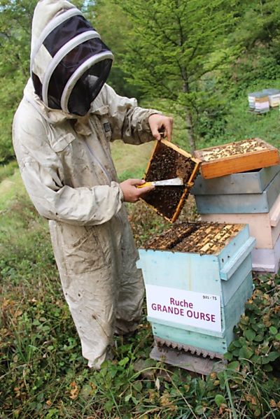 La ruche Grande Ourse