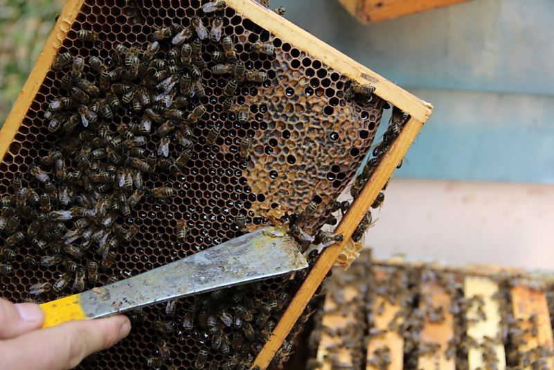 La ruche Grande Ourse