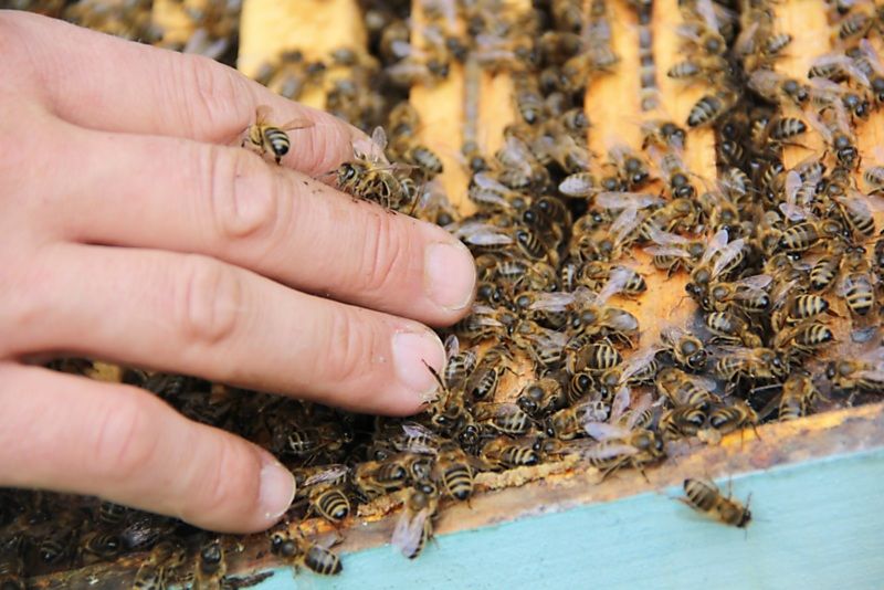 La ruche Grande Ourse