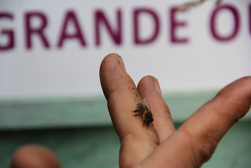 La ruche Grande Ourse