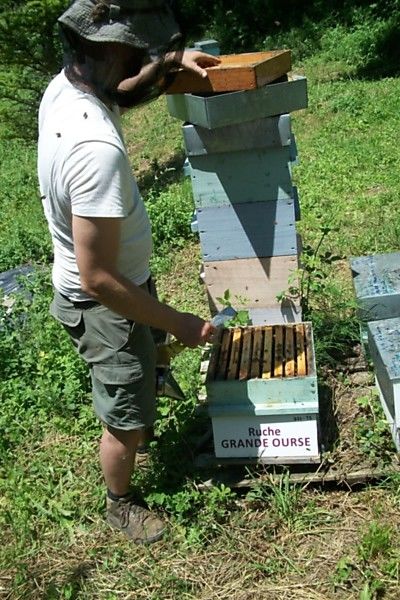 La ruche Grande Ourse