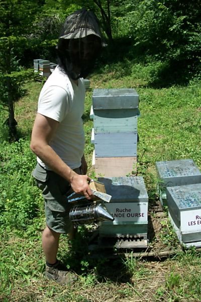 La ruche Grande Ourse