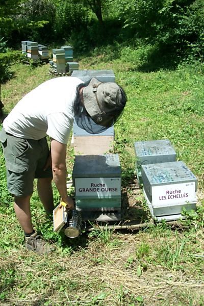 La ruche Grande Ourse