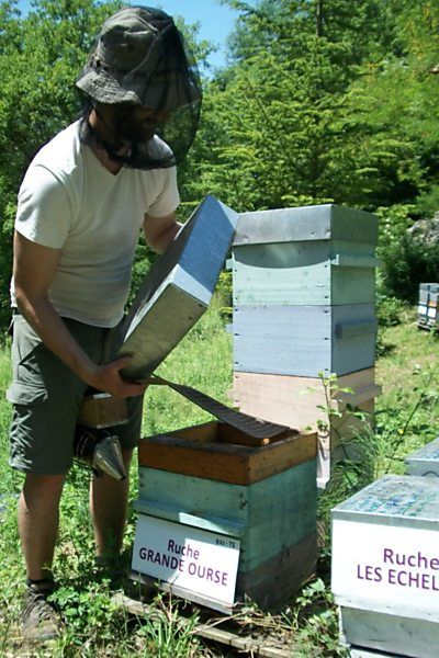 La ruche Grande Ourse