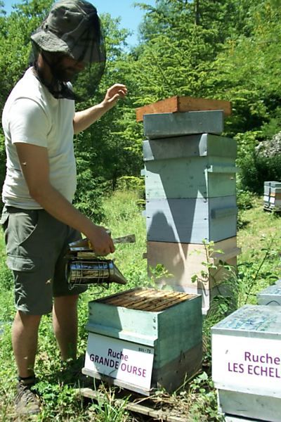 La ruche Grande Ourse