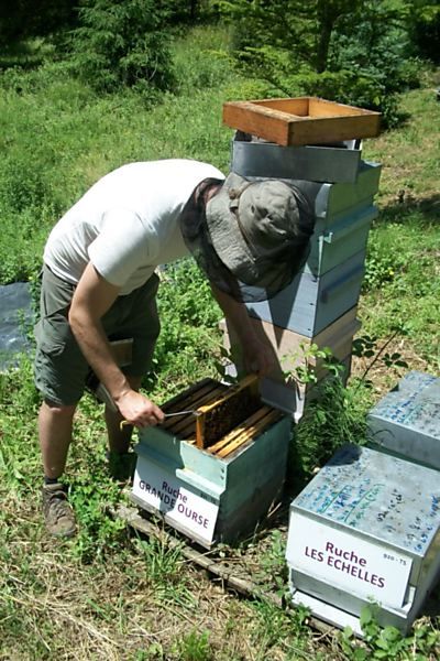 La ruche Grande Ourse