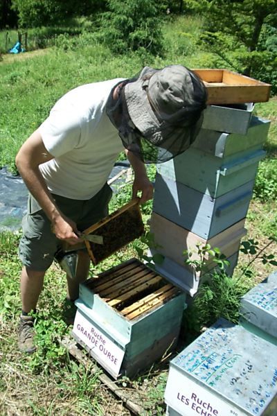 La ruche Grande Ourse