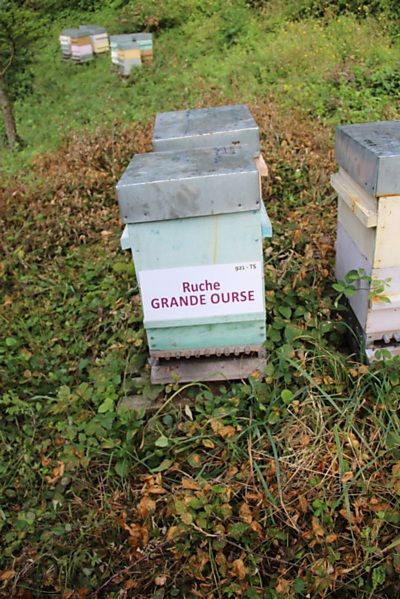 La ruche Grande Ourse