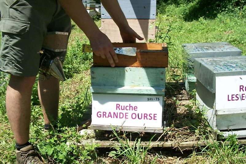 La ruche Grande Ourse