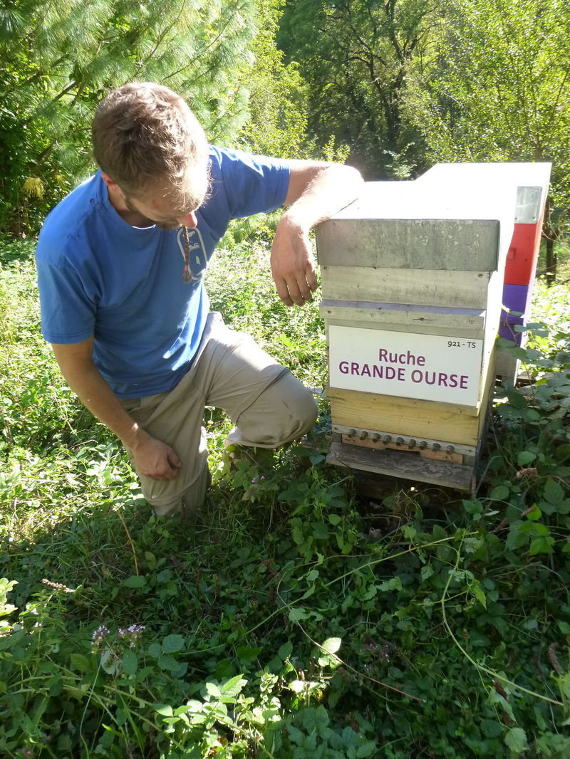 La ruche Grande Ourse