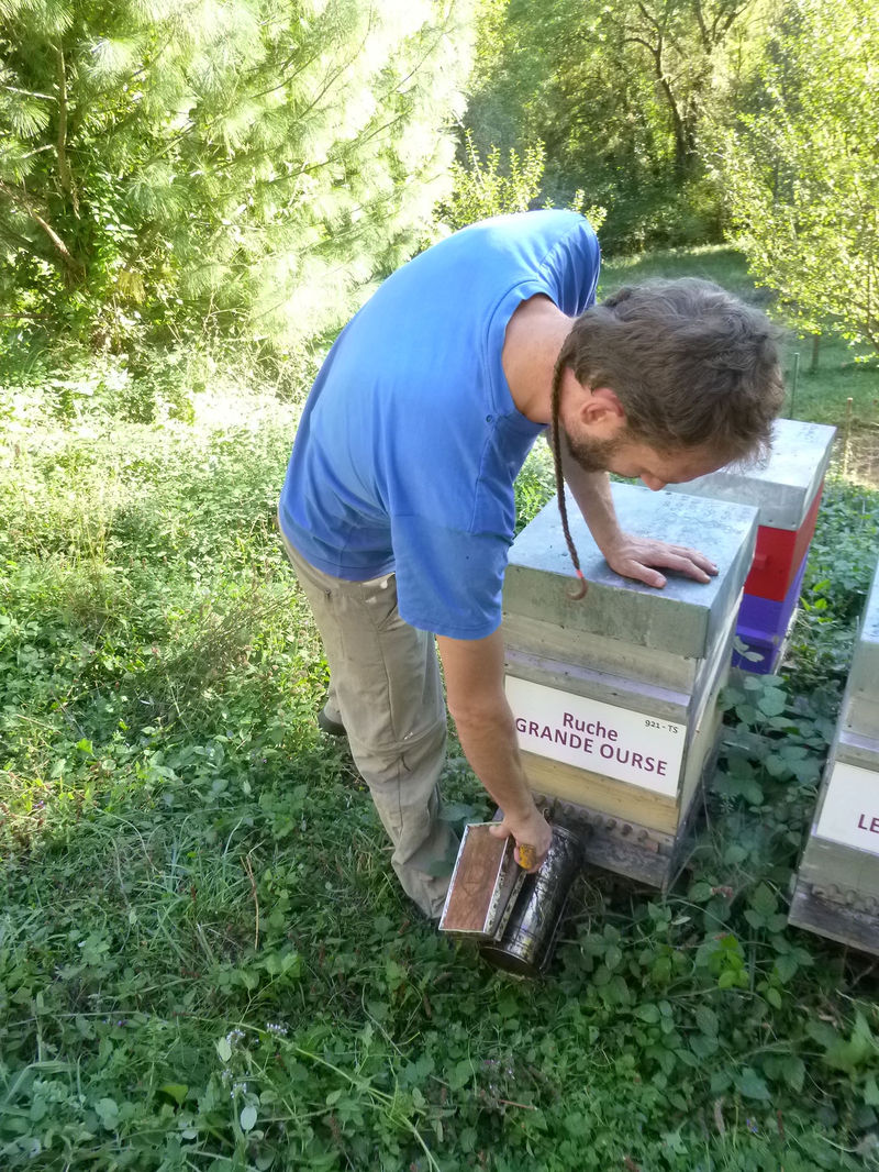 La ruche Grande Ourse