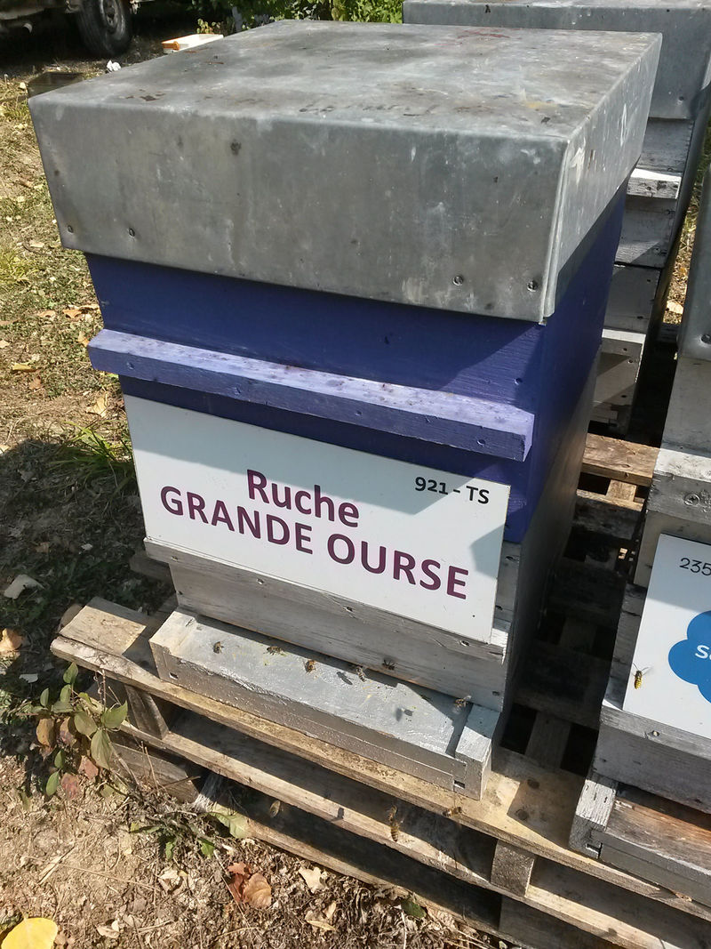 La ruche Grande Ourse