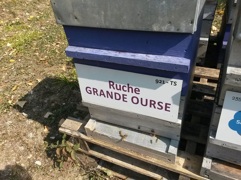 La ruche Grande Ourse