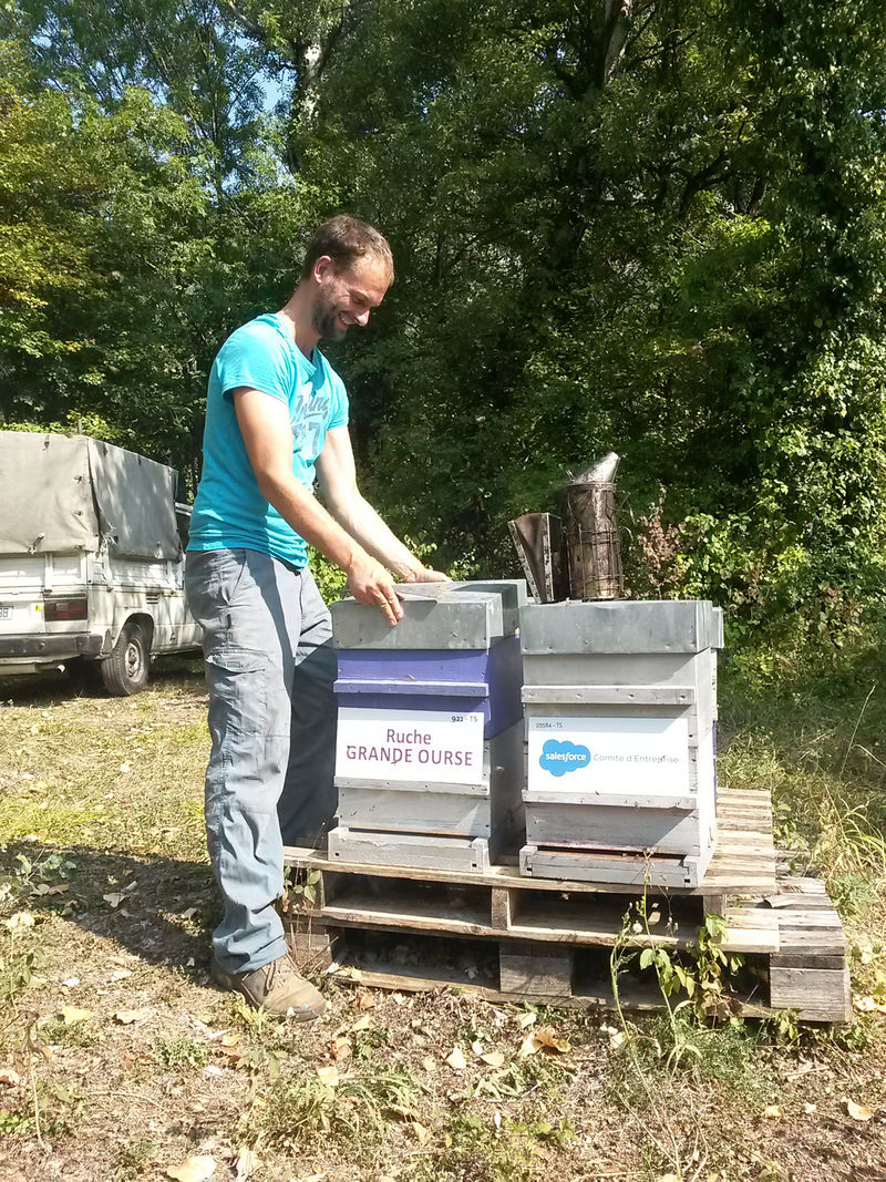 La ruche Grande Ourse