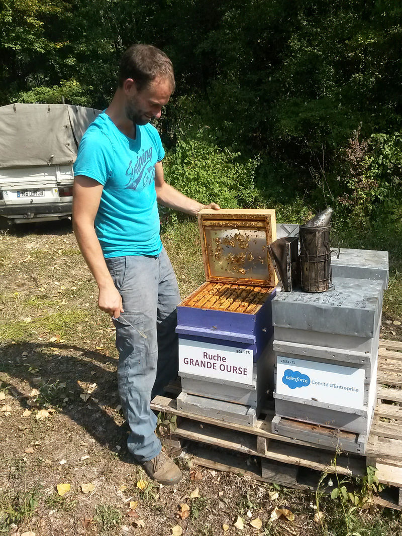 La ruche Grande Ourse