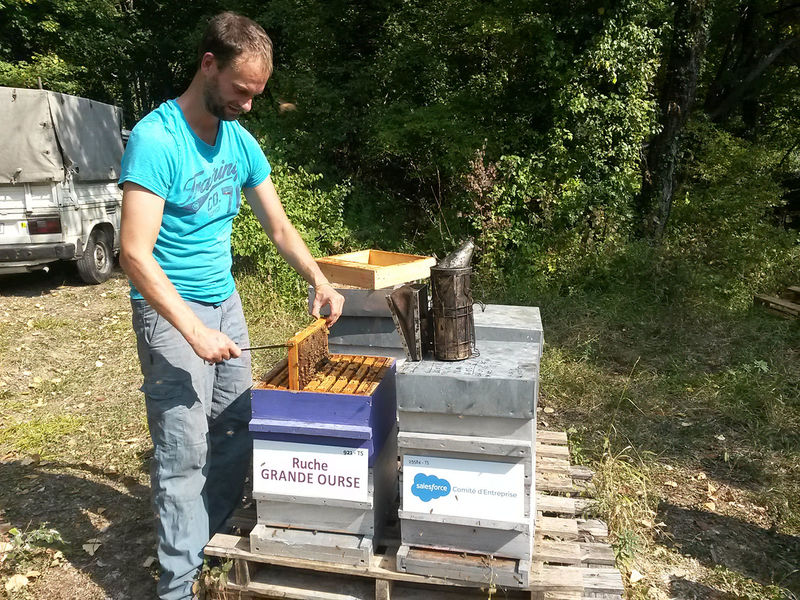 La ruche Grande Ourse