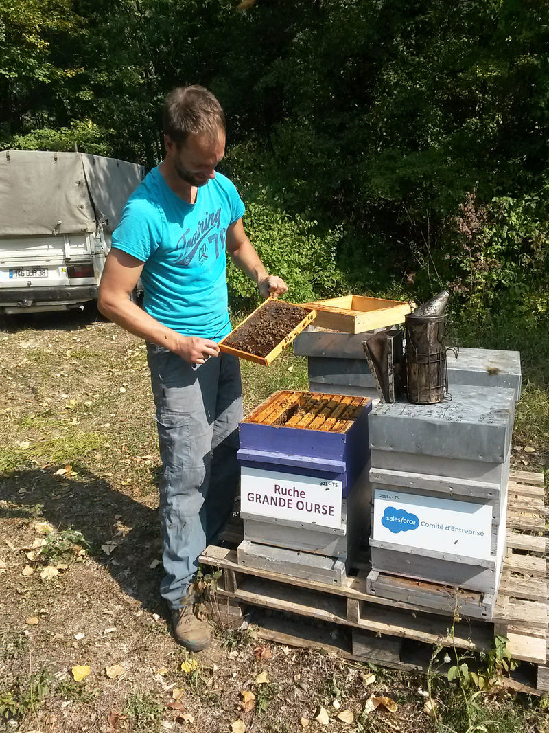 La ruche Grande Ourse