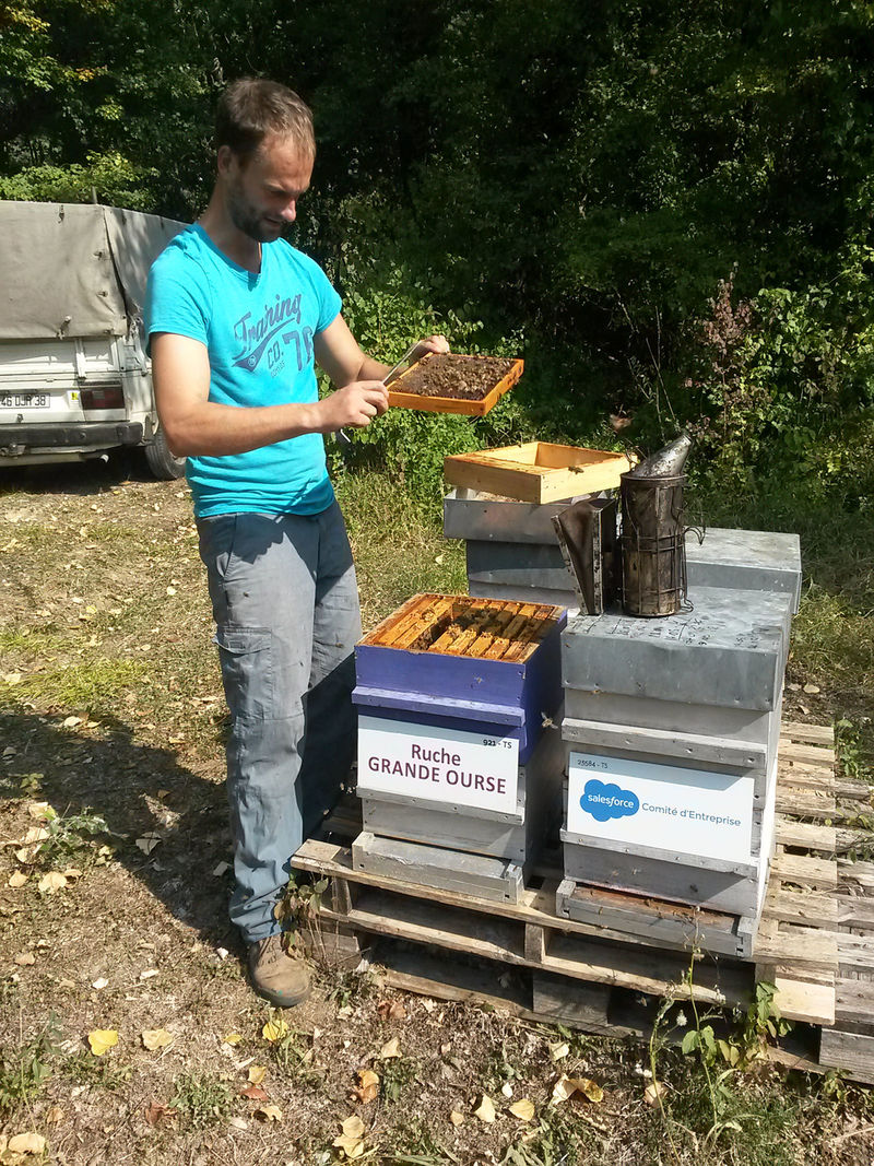 La ruche Grande Ourse