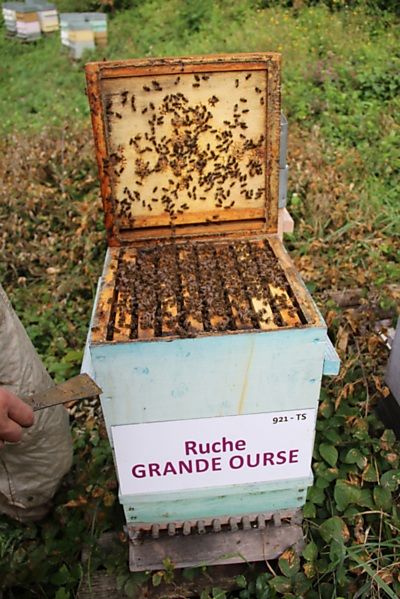 La ruche Grande Ourse