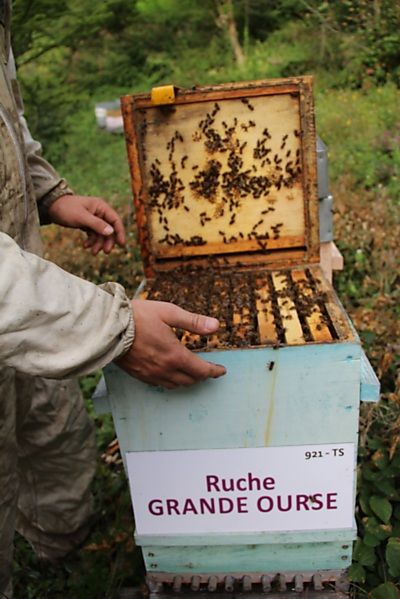 La ruche Grande Ourse