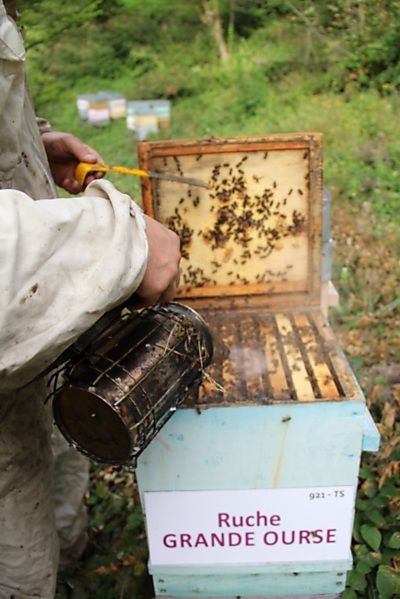 La ruche Grande Ourse