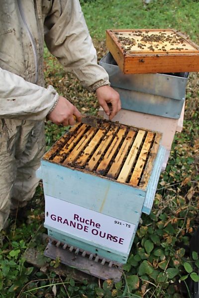 La ruche Grande Ourse