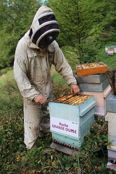 La ruche Grande Ourse