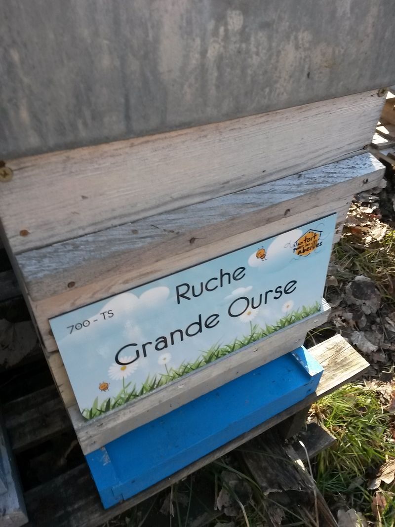 La ruche Grande Ourse