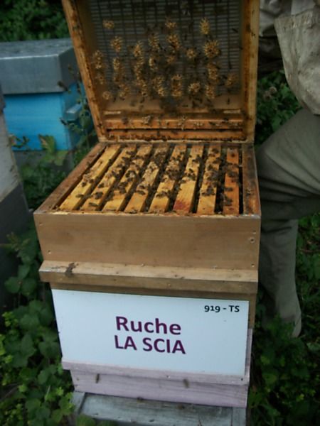 La ruche