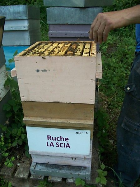 La ruche La scia