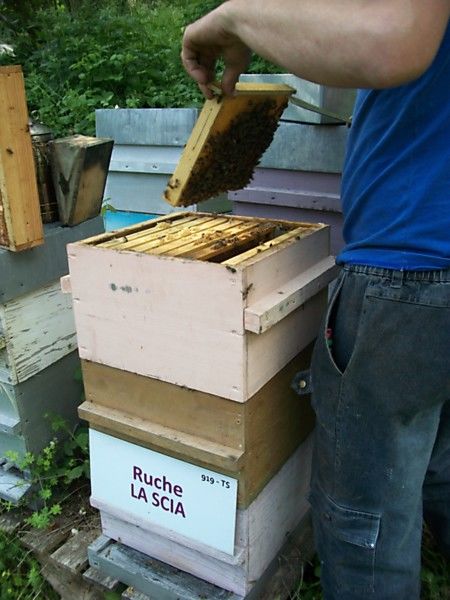La ruche La scia