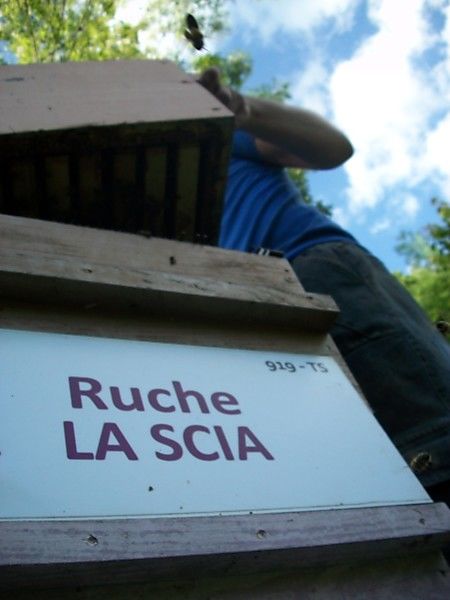 La ruche La scia