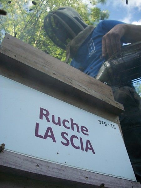 La ruche La scia