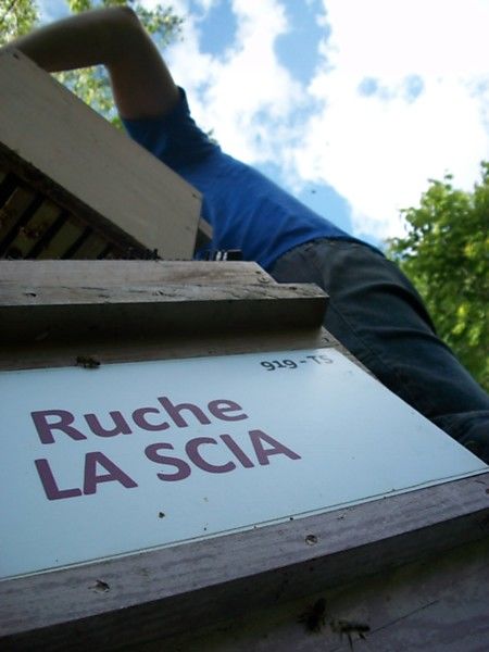 La ruche La scia