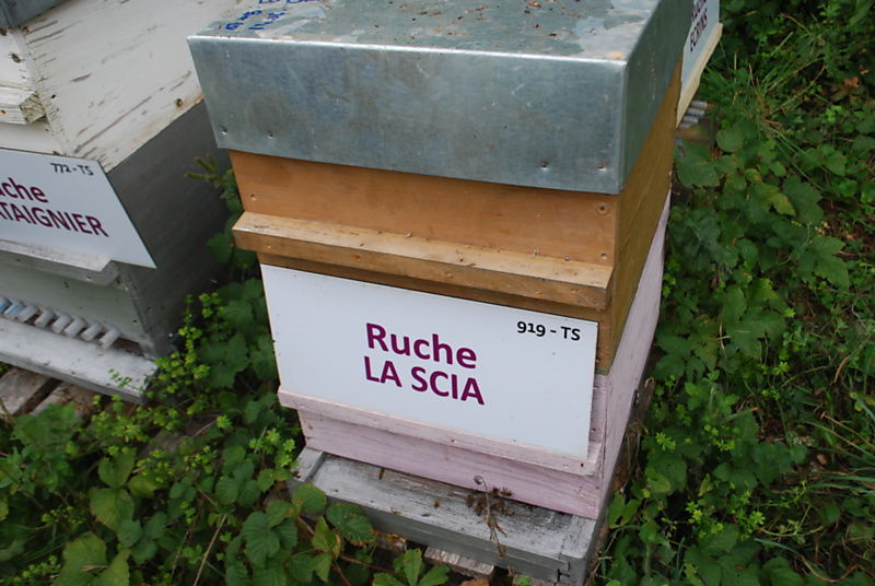 La ruche La scia