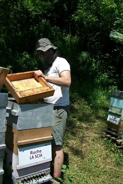 La ruche La scia