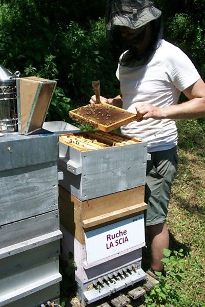 La ruche La scia